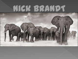 Nick BRANDT 