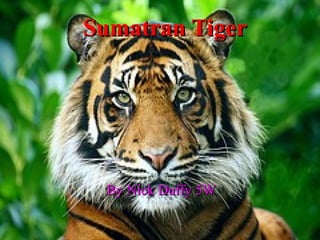 Sumatran Tiger By Nick Duffy 5W 