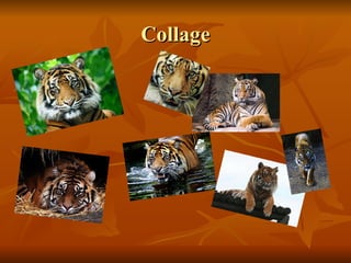 Nick d sumatran tiger | PPT
