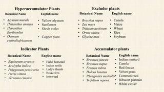 • Alyssum murale
• Helianthus annuus
• Hybanthus
floribundus
• Ocimum
centraliafricanum
• Yellow alyssum
• Sunflower
• Shrub violet
• Copper plant
Hyperaccumulator Plants
Botanical Name English name
Excluder plants
• Brassica napus
• Zea mays
• Triticum aestivum
• Oryza sativa
• Glycine max
• Canola
• Maize
• Wheat
• Rice
• Soybean
Botanical Name English name
Indicator Plants
• Equisetum arvense
• Acalypha indica
• Polygonum persicaria
• Pteris vittata
• Vernonia cinerea
• Field horsetail
• Indian nettle
• Lady's thumb
• Brake fern
• Ironweed
Botanical Name English name
Accumulator plants
• Brassica juncea
• Brassica napus
• Festuca rubra
• Holcus lanatus
• Phragmites australis
• Trifolium repens
• Indian mustard
• Canola
• Red fescue
• Velvet grass
• Common reed
• Ribwort plantain
• White clover
English name
Botanical Name
 