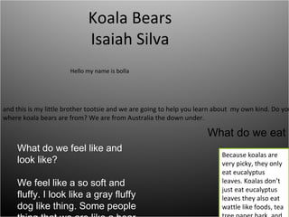 Koala Bears Isaiah Silva and this is my little brother tootsie and we are going to help you learn about  my own kind. Do you know where koala bears are from? We are from Australia the down under.  Hello my name is bolla  Because koalas are very picky, they only eat eucalyptus leaves. Koalas don’t just eat eucalyptus leaves they also eat wattle like foods, tea tree paper bark, and pine species. Eucalyptus leaves are poisonous to mammals.  What do we eat What do we feel like and look like? We feel like a so soft and fluffy. I look like a gray fluffy dog like thing. Some people thing that we are like a bear but we are not related to the bears. we  have big round heads with furry ears, a big nose, and large limbs with very sharp claws we also have a tail you cant see it cause it is hidden under are fur. White stomach we can grow up to 24-34 inches a adult male can weight up to 17-30 pounds and a female can weight up to13-25 pounds. Females have pouches  to carry their babies like kangaroos this a picture of me when I was in my mom’s stomach. 