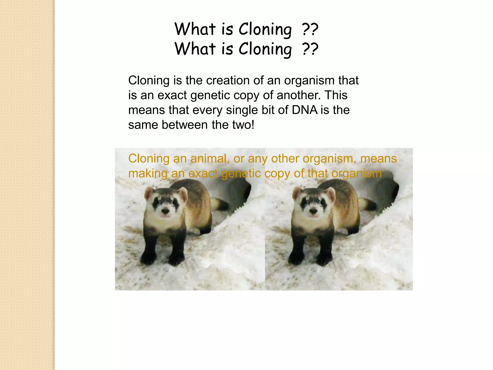 MULTIFACTOR DISORDERSMultifactorial disorders are conditions caused by many contributing factors.  They can be caused by the interaction of genetic and sometimes also non-genetic, environmental factors. Common medical problems such as heart disease, diabetes, and obesity do not have a single genetic cause—they are likely associated with the effects of multiple genes in combination with lifestyle and environmental factors. Multifactorial inheritance refers to the pattern of inheritance of common health problems and rarer conditions caused by a combination of both genetic and other factors that may include internal factors such as ageing and exposure to external environmental factors such as diet, lifestyle, and exposure to chemicals or other toxins.• Multifactorial conditions don’t always develop even if there is a faulty gene(s)• The inherited faulty gene(s) increases the risk that a person may develop a condition but unless other factors are present, the condition may never develop at all.  In other cases, the exposure to particular environmental factors (or even simply ageing) interacts with an inherited predisposition due to faulty gene and the development of thecondition is ‘triggered’.*******************************************************************************************************Genetic counseling helps perspective parents with a genetic disorder by determining if family members are at risk for a particular conditions by examining their family health history.  Family history is very important.  They explain the chances that their disorder can be passed to a child and what can possibly happen.  They can also do early detection tests and preventative strategies in which the triggering factors, if known, are avoided.Karyotypes can predict genetic disorders by showing the details of a families chromosomes. When doctors study a human karyotype they look for some certain features. They check to see if the 46 chromosomes are present.  They check for the presence of the two identical chromosomes and 2 sex chromosomes and they check if there are any missing or rearranged chromosomes. 