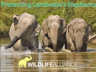 Protecting Cambodia’s Elephants 