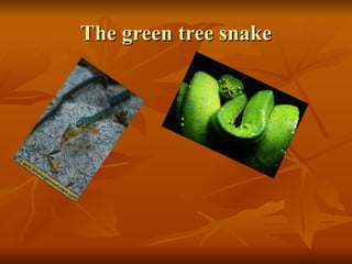 Nick s the green tree snake 2 | PPT
