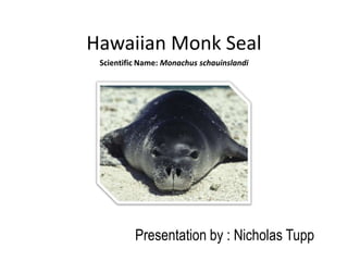 Hawaiian Monk Seal
 Scientific Name: Monachus schauinslandi




          Presentation by : Nicholas Tupp
 