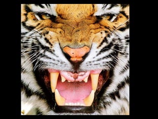Nick Tiger | PPT