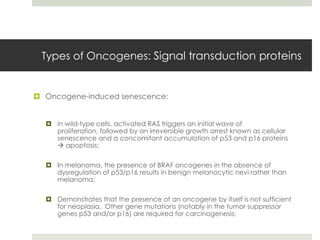 Types of Oncogenes: Signal transduction proteins


 Oncogene-induced senescence:


   in wild-type cells, activated RAS triggers an initial wave of
    proliferation, followed by an irreversible growth arrest known as cellular
    senescence and a concomitant accumulation of p53 and p16 proteins
     apoptosis;

   In melanoma, the presence of BRAF oncogenes in the absence of
    dysregulation of p53/p16 results in benign melanocytic nevi rather than
    melanoma;

   Demonstrates that the presence of an oncogene by itself is not sufficient
    for neoplasia. Other gene mutations (notably in the tumor suppressor
    genes p53 and/or p16) are required for carcinogenesis;
 