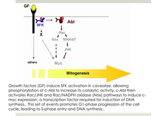 Growth factors (GF) induce SFK activation in caveolae, allowing
phosphorylation of c-Abl to increase its catalytic activity. c-Abl then
activates Rac/JNK and Rac/NADPH oxidase (Nox) pathways to induce c-
myc expression, a transcription factor required for induction of DNA
synthesis.. This set of events promotes G1-phase progression of the cell
cycle, leading to S-phase entry and DNA synthesis..
 
