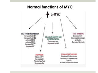 Normal functions of MYC
 