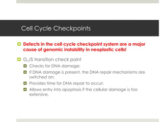 Cell Cycle Checkpoints

 Defects in the cell cycle checkpoint system are a major
  cause of genomic instability in neoplastic cells!

 G1/S transition check point
   Checks for DNA damage;
   If DNA damage is present, the DNA repair mechanisms are
    switched on;
   Provides time for DNA repair to occur;
   Allows entry into apoptosis if the cellular damage is too
    extensive.
 