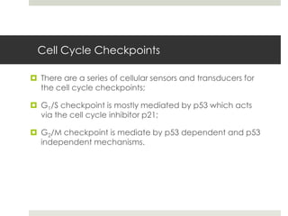 Cell Cycle Checkpoints

 There are a series of cellular sensors and transducers for
  the cell cycle checkpoints;

 G1/S checkpoint is mostly mediated by p53 which acts
  via the cell cycle inhibitor p21;

 G2/M checkpoint is mediate by p53 dependent and p53
  independent mechanisms.
 
