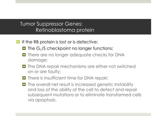 Tumor Suppressor Genes:
      Retinoblastoma protein

 If the RB protein is lost or is defective:
   The G1/S checkpoint no longer functions;
   There are no longer adequate checks for DNA
      damage;
   The DNA repair mechanisms are either not switched
      on or are faulty;
   There is insufficient time for DNA repair;
   The overall net result is increased genetic instability
      and loss of the ability of the cell to detect and repair
      subsequent mutations or to eliminate transformed cells
      via apoptosis.
 