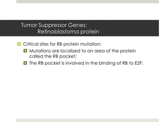 Tumor Suppressor Genes:
      Retinoblastoma protein

 Critical sites for RB protein mutation:
   Mutations are localized to an area of the protein
     called the RB pocket;
   The RB pocket is involved in the binding of RB to E2F;
 