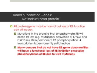 Tumor Suppressor Genes:
      Retinoblastoma protein

 RB protein/gene may be normal but loss of RB function
  can still occur:
   Mutations in the proteins that phosphorylate RB will
     mimic RB loss e.g. mutational activation of CYCA and
     CYCD results in permanent RB phosphorylation 
     transcription is permanently switched on
   Many cancers that do not have RB gene abnormalities
    will have a functional loss of RB inhibition excessive
    phosphorylation of RB due to CDK mutations.
 