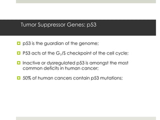 Tumor Suppressor Genes: p53


 p53 is the guardian of the genome;

 P53 acts at the G1/S checkpoint of the cell cycle;

 Inactive or dysregulated p53 is amongst the most
  common deficits in human cancer;

 50% of human cancers contain p53 mutations;
 
