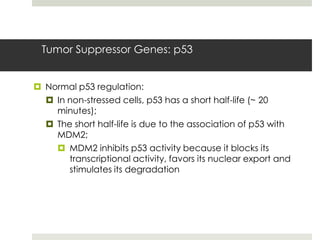 Tumor Suppressor Genes: p53


 Normal p53 regulation:
   In non-stressed cells, p53 has a short half-life (~ 20
    minutes);
   The short half-life is due to the association of p53 with
    MDM2;
     MDM2 inhibits p53 activity because it blocks its
       transcriptional activity, favors its nuclear export and
       stimulates its degradation
 