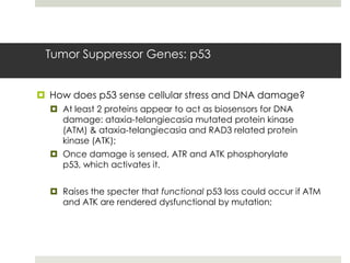 Tumor Suppressor Genes: p53


 How does p53 sense cellular stress and DNA damage?
   At least 2 proteins appear to act as biosensors for DNA
    damage: ataxia-telangiecasia mutated protein kinase
    (ATM) & ataxia-telangiecasia and RAD3 related protein
    kinase (ATK);
   Once damage is sensed, ATR and ATK phosphorylate
    p53, which activates it.


   Raises the specter that functional p53 loss could occur if ATM
    and ATK are rendered dysfunctional by mutation;
 
