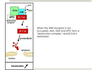 When the WNT receptor is not
occupied, Axin, GSK and APC form a
"destruction complex," and β-Cat is
destroyed.
 