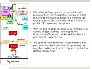 • When the WNT receptor is occupied, Axin is
  removed from the "destruction complex." β-Cat
  moves into the nucleus, binds to a transcription
  factor on DNA, and activates transcription of a
  protein. "P" represents phosphate;

• With the pro-neoplastic loss of APC function, APC
  can no longer mediate the cytoplasmic
  destruction ofβ-catenin  the WNT pathway is
  permanently switched on;

• The alternative mechanism which also results in
  permanent activation of the WNT pathway are
  mutations in β-catenin which render it resistant to
  destruction by APC.
 