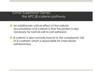 Tumor Suppressor Genes:
      the APC/β-catenin pathway

 An additionally critical effect of the cellular
  accumulation of β-catenin is that this protein is also
  necessary for normal cell to cell adhesion;

 β-catenin is also normally bound to the cytoplasmic tail
  of E-cadherin which is responsible for intercellular
  adhesiveness;
 