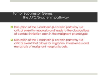 Tumor Suppressor Genes:
      the APC/β-catenin pathway

 Disruption of the E-cadherin-β-catenin pathway is a
  critical event in neoplasia and leads to the classical loss
  of contact inhibition seen in the malignant phenotype;

 Disruption of the E-cadherin-β-catenin pathway is a
  critical event that allows for migration, invasiveness and
  metastasis of malignant neoplastic cells.
 