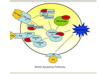 SMAD Apoptosis Pathway
 