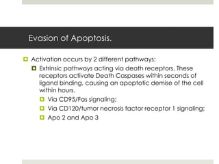 Evasion of Apoptosis.

 Activation occurs by 2 different pathways:
   Extrinsic pathways acting via death receptors. These
    receptors activate Death Caspases within seconds of
    ligand binding, causing an apoptotic demise of the cell
    within hours.
     Via CD95/Fas signaling;
     Via CD120/tumor necrosis factor receptor 1 signaling;
     Apo 2 and Apo 3
 