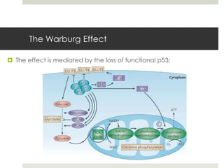The Warburg Effect

 The effect is mediated by the loss of functional p53:
 