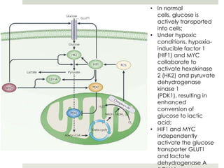 • In normal
  cells, glucose is
  actively transported
  into cells;
• Under hypoxic
  conditions, hypoxia-
  inducible factor 1
  (HIF1) and MYC
  collaborate to
  activate hexokinase
  2 (HK2) and pyruvate
  dehydrogenase
  kinase 1
  (PDK1), resulting in
  enhanced
  conversion of
  glucose to lactic
  acid;
• HIF1 and MYC
  independently
  activate the glucose
  transporter GLUT1
  and lactate
  dehydrogenase A
 