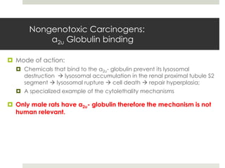 Nongenotoxic Carcinogens:
           α2u Globulin binding

 Mode of action:
   Chemicals that bind to the α2u- globulin prevent its lysosomal
    destruction  lysosomal accumulation in the renal proximal tubule S2
    segment  lysosomal rupture  cell death  repair hyperplasia;
   A specialized example of the cytolethality mechanisms

 Only male rats have α2u- globulin therefore the mechanism is not
  human relevant.
 