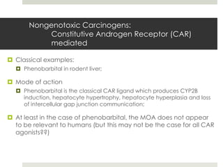 Nongenotoxic Carcinogens:
           Constitutive Androgen Receptor (CAR)
           mediated

 Classical examples:
   Phenobarbital in rodent liver;

 Mode of action
   Phenobarbital is the classical CAR ligand which produces CYP2B
    induction, hepatocyte hypertrophy, hepatocyte hyperplasia and loss
    of intercellular gap junction communication;

 At least in the case of phenobarbital, the MOA does not appear
  to be relevant to humans (but this may not be the case for all CAR
  agonists??)
 