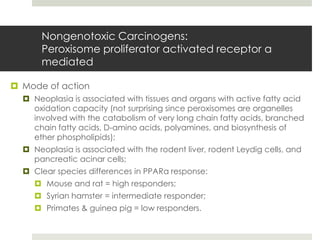 Nongenotoxic Carcinogens:
      Peroxisome proliferator activated receptor α
      mediated

 Mode of action
   Neoplasia is associated with tissues and organs with active fatty acid
    oxidation capacity (not surprising since peroxisomes are organelles
    involved with the catabolism of very long chain fatty acids, branched
    chain fatty acids, D-amino acids, polyamines, and biosynthesis of
    ether phospholipids);
   Neoplasia is associated with the rodent liver, rodent Leydig cells, and
    pancreatic acinar cells;
   Clear species differences in PPARα response:
      Mouse and rat = high responders;
      Syrian hamster = intermediate responder;
      Primates & guinea pig = low responders.
 