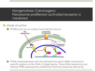 Nongenotoxic Carcinogens:
      Peroxisome proliferator activated receptor α
      mediated

 Mode of action
   PPARα acts as a nuclear transcription factor:




   PPARs heterodimerize with the retinoid X receptor (RXR) and bind to
    specific regions on the DNA of target genes. These DNA sequences are
    termed PPREs (peroxisome proliferator hormone response elements).
 