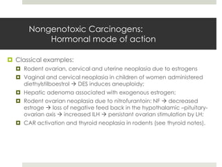 Nongenotoxic Carcinogens:
          Hormonal mode of action

 Classical examples:
   Rodent ovarian, cervical and uterine neoplasia due to estrogens
   Vaginal and cervical neoplasia in children of women administered
    diethylstilboestrol  DES induces aneuploidy;
   Hepatic adenoma associated with exogenous estrogen;
   Rodent ovarian neoplasia due to nitrofurantoin: NF  decreased
    estroge  loss of negative feed back in the hypothalamic –pituitary-
    ovarian axis  increased lLH  persistant ovarian stimulation by LH;
   CAR activation and thyroid neoplasia in rodents (see thyroid notes).
 