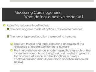 Measuring Carcinogenesis:
            What defines a positive response?

 A positive response is defined as:
   The carcinogenic mode of action is relevant to humans;

   The tumor type and location is relevant to humans;

      See liver, thyroid and renal slides for a discussion of the
       relevance of rodent liver tumors to humans
      The interpretation tumors in rodent-specific sites such as the
       rodent forestomach, zymbal gland and harderian gland, in
       the absence of tumors in other locations, is always
       controversial and difficult (see mode of action framework
       below)
 