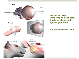 In case you were
wondering what the heck
Harderian glands and
zymbal glands are…..


No, you don’t have them.
 