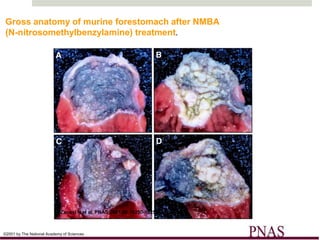 Gross anatomy of murine forestomach after NMBA
(N-nitrosomethylbenzylamine) treatment.




                             Zanesi N et al. PNAS 2001;98:10250-10255



©2001 by The National Academy of Sciences
 