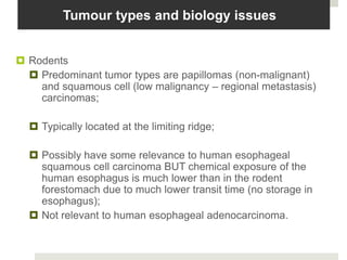 Tumour types and biology issues


 Rodents
   Predominant tumor types are papillomas (non-malignant)
    and squamous cell (low malignancy – regional metastasis)
    carcinomas;

   Typically located at the limiting ridge;

   Possibly have some relevance to human esophageal
    squamous cell carcinoma BUT chemical exposure of the
    human esophagus is much lower than in the rodent
    forestomach due to much lower transit time (no storage in
    esophagus);
   Not relevant to human esophageal adenocarcinoma.
 