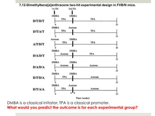 7,12-Dimethylbenz[a]anthracene two-hit experimental design in FVB/N mice.




DMBA is a classical initiator; TPA is a classical promoter.
What would you predict the outcome is for each experimental group?
 