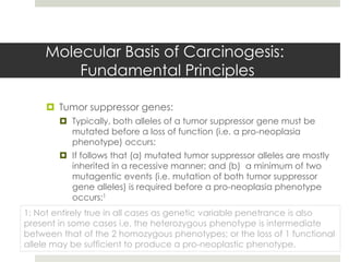 Molecular Basis of Carcinogesis:
        Fundamental Principles

      Tumor suppressor genes:
         Typically, both alleles of a tumor suppressor gene must be
          mutated before a loss of function (i.e. a pro-neoplasia
          phenotype) occurs;
         If follows that (a) mutated tumor suppressor alleles are mostly
          inherited in a recessive manner; and (b) a minimum of two
          mutagentic events (i.e. mutation of both tumor suppressor
          gene alleles) is required before a pro-neoplasia phenotype
          occurs;1
1: Not entirely true in all cases as genetic variable penetrance is also
present in some cases i.e. the heterozygous phenotype is intermediate
between that of the 2 homozygous phenotypes; or the loss of 1 functional
allele may be sufficient to produce a pro-neoplastic phenotype.
 