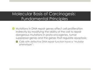 Molecular Basis of Carcinogesis:
    Fundamental Principles

 Mutations in DNA repair genes affect cell proliferation
  indirectly by modifying the ability of the cell to repair
  dangerous mutations in proto-oncogenes, tumor
  suppressor genes and the genes that regulate apoptosis;
   Cells with defective DNA repair function have a “mutator
    phenotype”;
 
