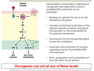 Generalized normal steps in signaling of
                    cell growth and replication (using a
                    simplified RAS schematic as an
                    example):

                    • Binding of a growth factor to its cell
                      membrane receptor;

                    • Transient and limited activation of the
                      relevant growth receptor and signal
                      transduction on the inner leaflet of
                      the plasma membrane;

                    • Transmission of the transduced signal
                      across the cytoplasm;

                    • Induction and activation of nuclear
                      regulatory factors that initiate DNA
                      transcriptoion;

                    • Entry, progression and completion of
                      the cell cycle  cell division

Oncogenes can act at any of these levels
 