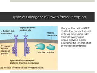 Types of Oncogenes: Growth factor receptors


                            Many of the critical GFR
                            exist in the non-activated
                            state as monomers, with
                            the inactive tyrosine
                            kinase enzyme being
                            bound to the inner leaflet
                            of the cell membrane
 