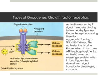 Types of Oncogenes: Growth factor receptors
                              Activation occurs by 2
                              signal molecules binding
                              to two nearby Tyrosine-
                              Kinase Receptors, causing
                              them to
                              aggregate, forming a
                              TRANSIENT dimer. This
                              activates the tyrosine
                              kinase, which in turn, uses
                              ATP to phosphorylate (i.e.
                              activate) a second
                              messenger protein, which
                              in turn, triggers the
                              downstream signal
                              transduction/messaging
                              cascade.
 