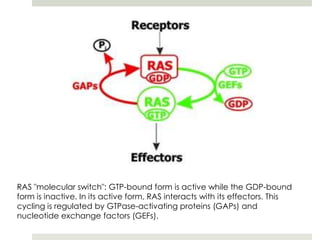 RAS "molecular switch": GTP-bound form is active while the GDP-bound
form is inactive. In its active form, RAS interacts with its effectors. This
cycling is regulated by GTPase-activating proteins (GAPs) and
nucleotide exchange factors (GEFs).
 
