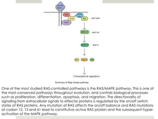 One of the most studied RAS-controlled pathways is the RAS/MAPK pathway. This is one of
the most conserved pathways throughout evolution, and controls biological processes
such as proliferation, differentiation, apoptosis, and migration. The directionality of
signaling from extracellular signals to effector proteins is regulated by the on/off switch
states of RAS proteins. Any mutation of RAS affects the on/off balance and RAS mutations
at codon 12, 13 and 61 lead to constitutive active RAS protein and the subsequent hyper-
activation of the MAPK pathway.
 