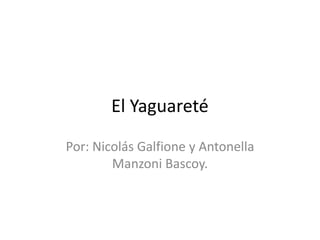 El Yaguareté
Por: Nicolás Galfione y Antonella
Manzoni Bascoy.
 