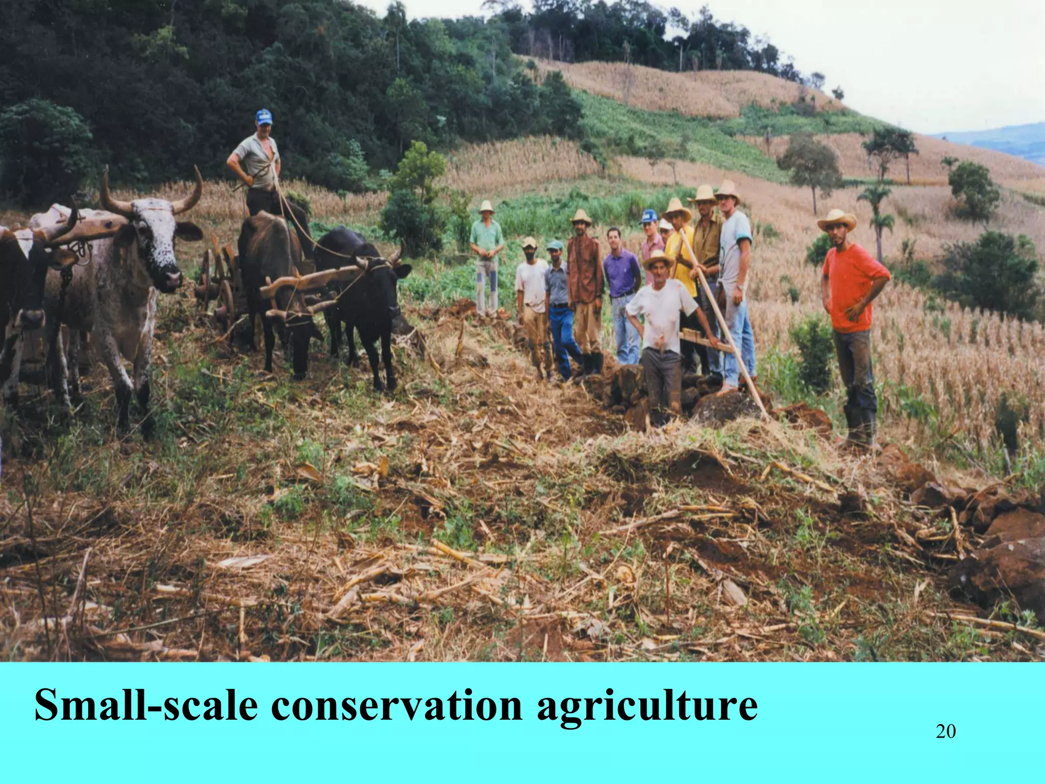 Small-scale conservation agriculture 