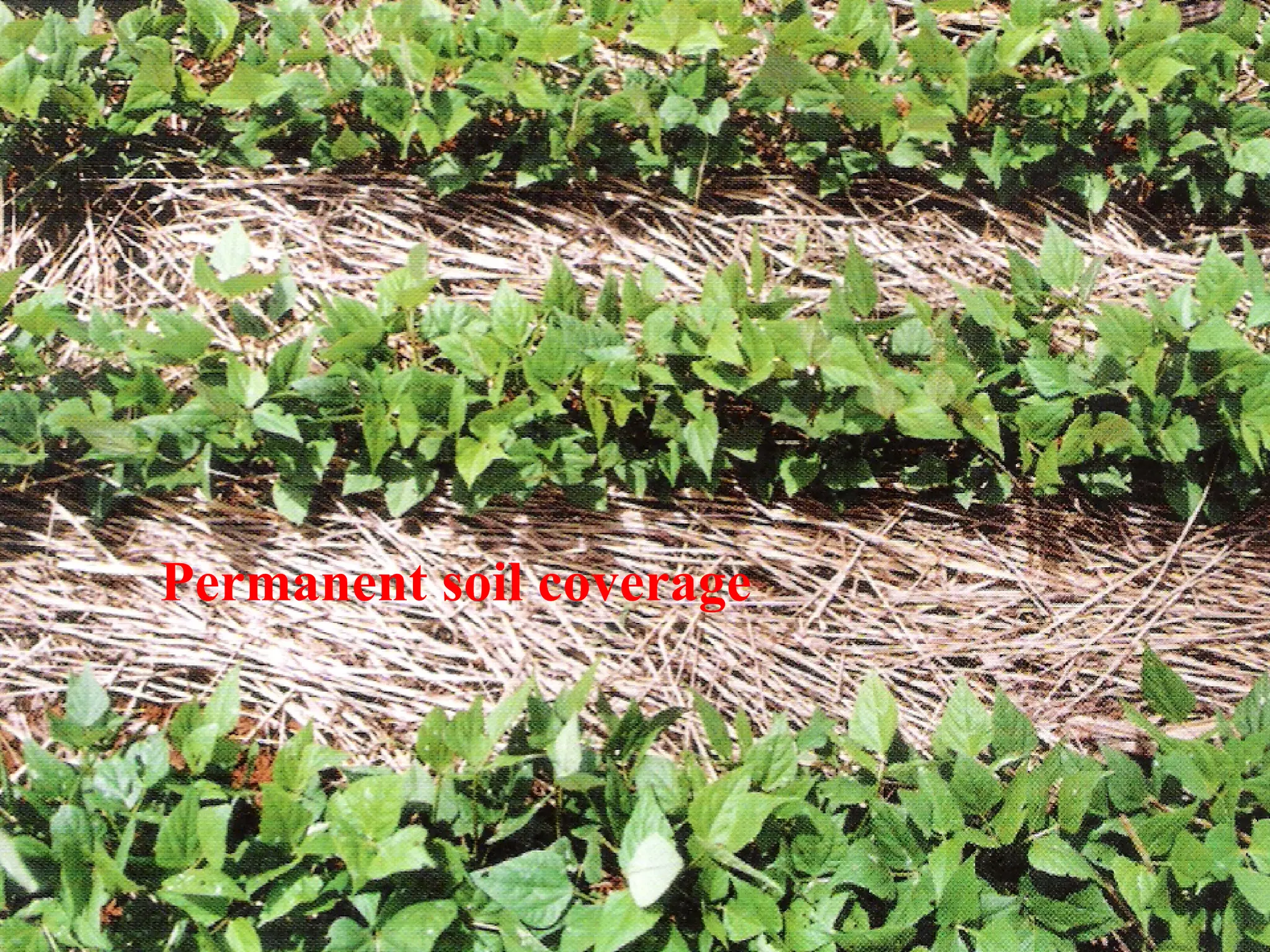 Permanent soil coverage 