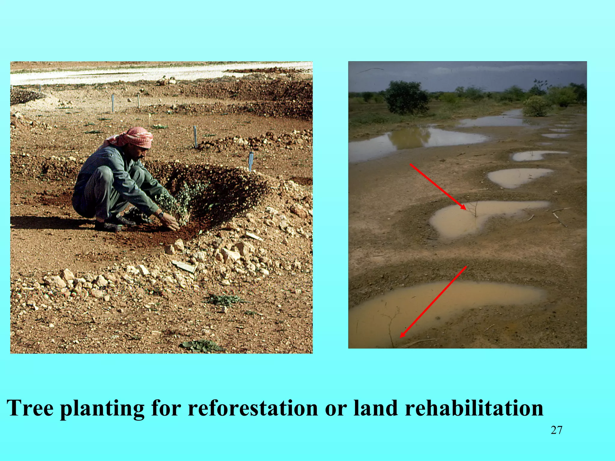 Tree planting for reforestation or land rehabilitation  
